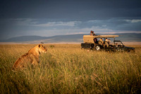 Masai Mara Photo Safari